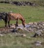 chevaux grands causses