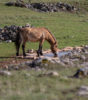 grands causses tarn