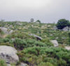 mont lozere roches