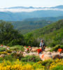 transhumance mont aigoual