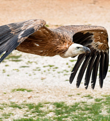 vol vautour